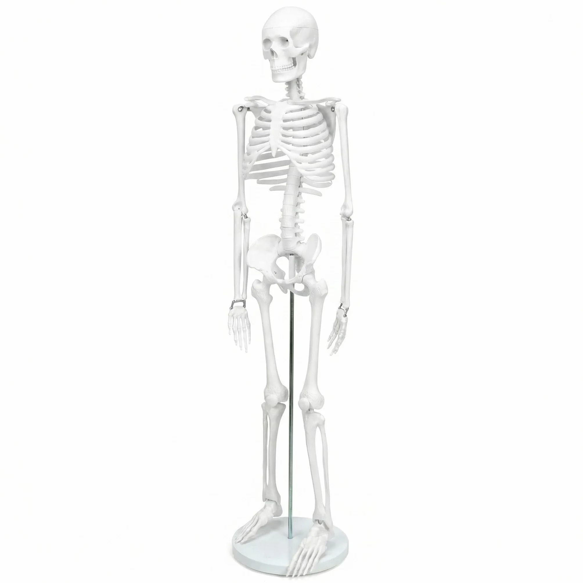 QWORK® Modello Anatomico Scheletro Umano, 85 cm, Flessibile, Per Strumento di Visualizzazione dell'Insegnamento